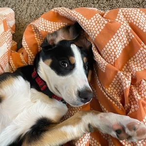 Meet your Posher, Annie